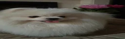 Pomeranian dogs for sale: Adorable Small Pure White Pomeranian Male - Advert 8