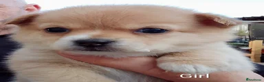 Pomchi 5