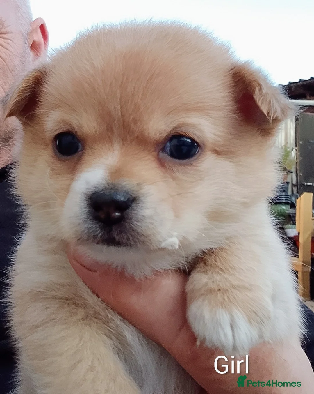 Pomchi dogs for sale: 5 beautiful pomchi puppies for sale - Advert 2