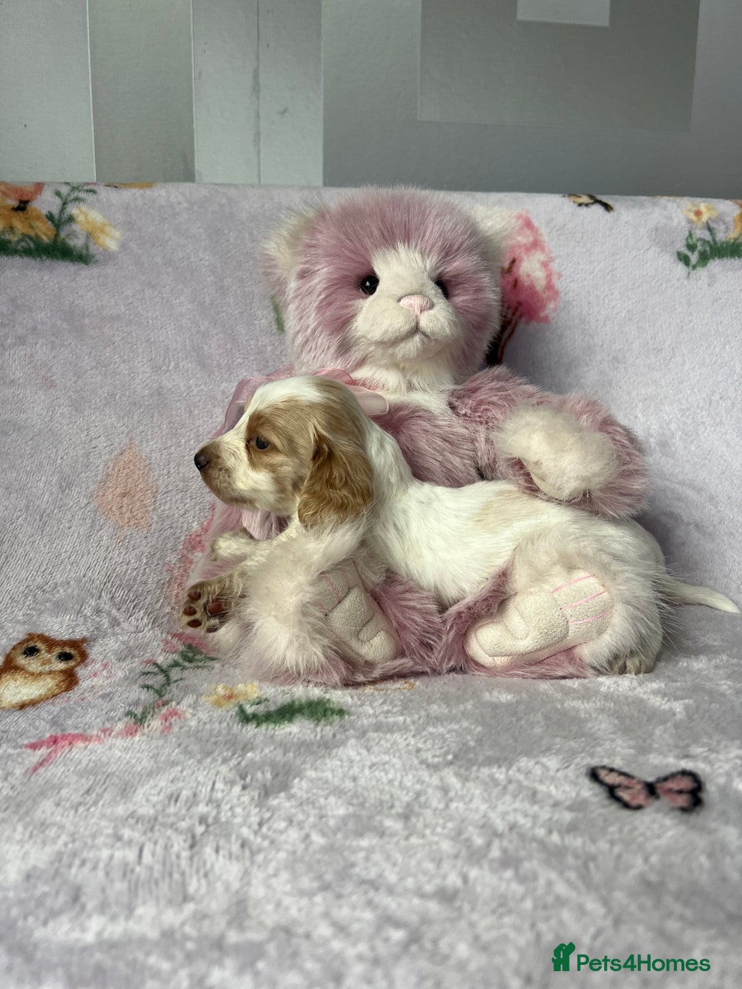 Miniature Dachshund dogs for sale: KC registered longhair Piebald puppies  - Image 10