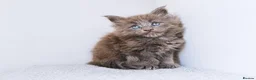 Maine Coon cats for sale: Blue maine coon kittens -DNA health tested parents - Advert 20