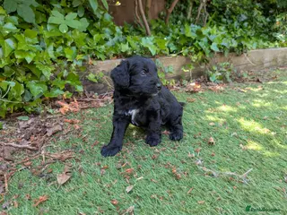 Cockapoo dogs Beautiful Black Cockapoo pups DNA screened ❤️😍 - Advert 7