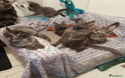 Maine Coon cats for sale: solid blue+ maine coon 1boy 3girls TICA - Advert 9