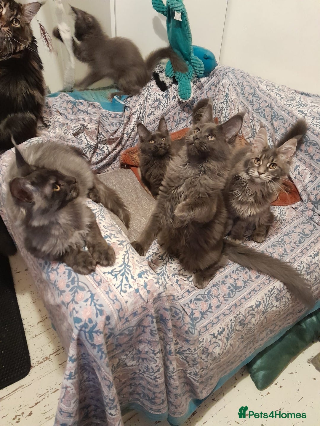 Maine Coon cats for sale: solid blue+ maine coon 1boy 3girls TICA - Advert 9