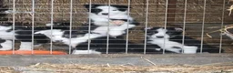 Border Collie dogs for sale: Border Collie pups for sale - Advert 4