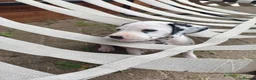 Dalmatian dogs for sale: 1 boy , 2 girls left  - Advert 35