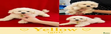 Yellow-Maltipoo Puppy 4