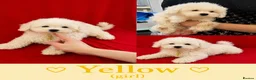 Maltipoo dogs for sale: Beautiful Maltipoo Puppies Looking4Forever Homes - Advert 10