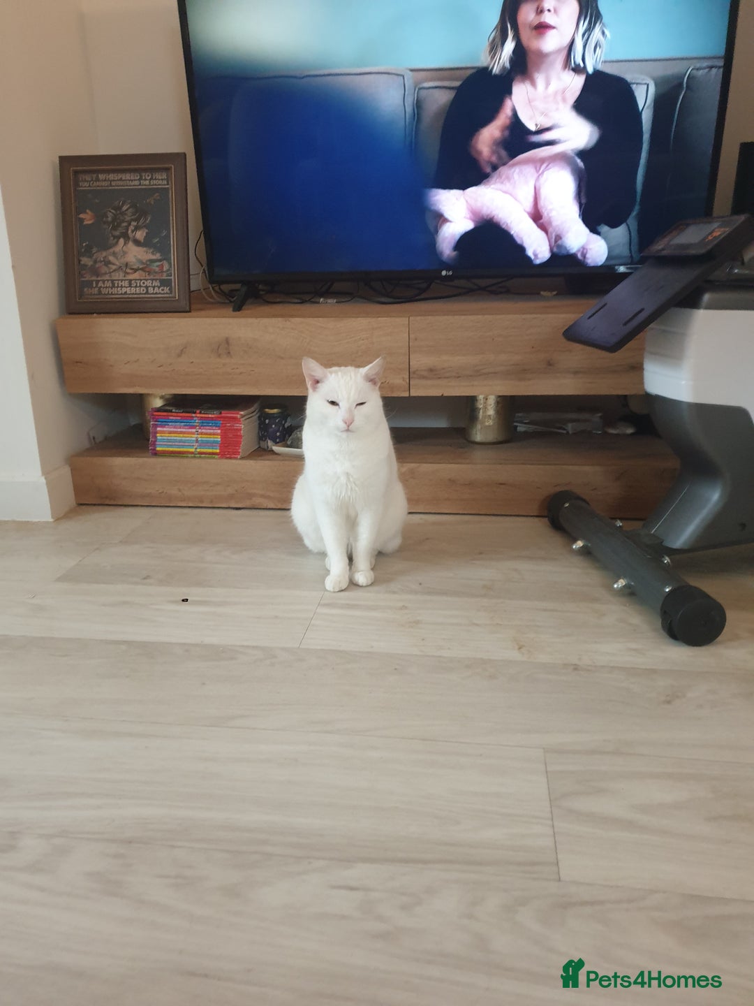 American Shorthair cats for sale: Albie Needs A New Home Urgently - Image 3