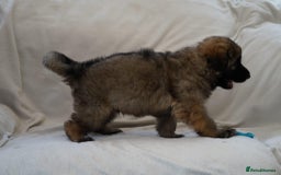 German Shepherd dogs for sale: German Shepherd Puppies - Image 34