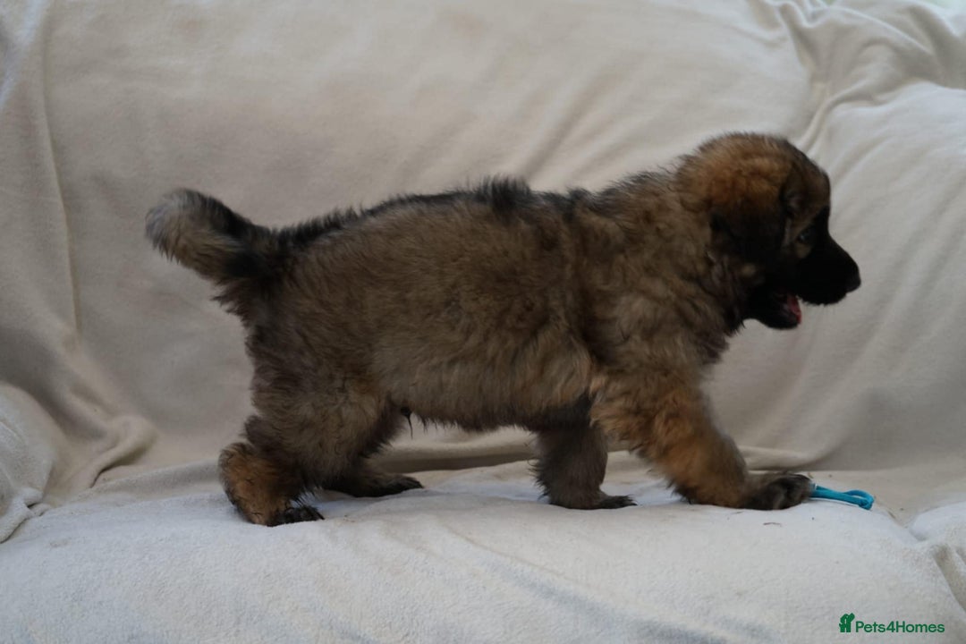 German Shepherd dogs for sale: German Shepherd Puppies - Image 34