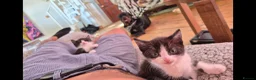 Mixed Breed cats for sale: Kittens for sale  - Advert 3