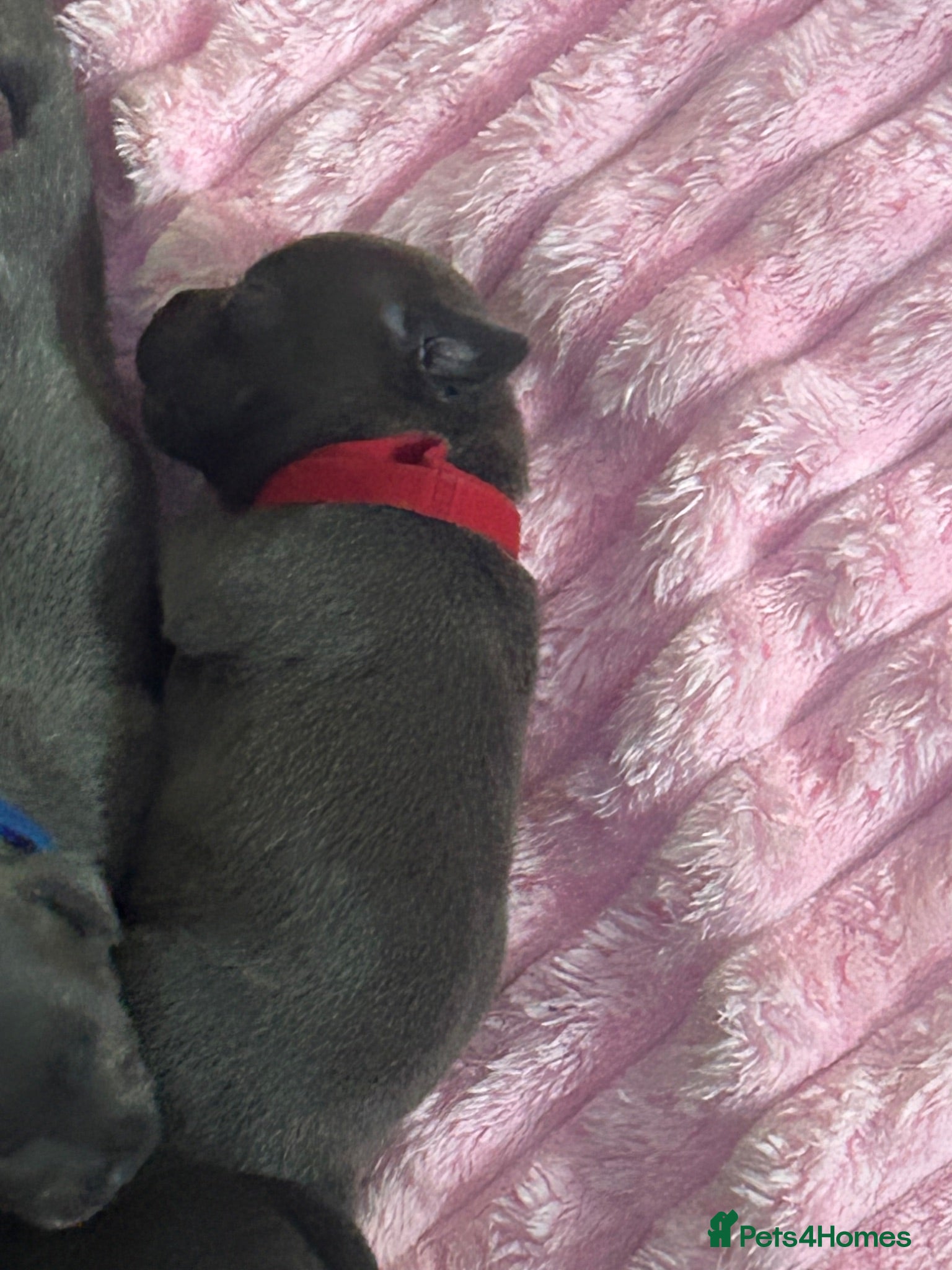 Staffordshire Bull Terrier dogs KC REG BLUE KING FURY PUPS - Advert 2