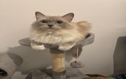 Ragdoll cats for sale: 👑👑Queens Ragdoll kittens 🐱 👑👑 - Image 7