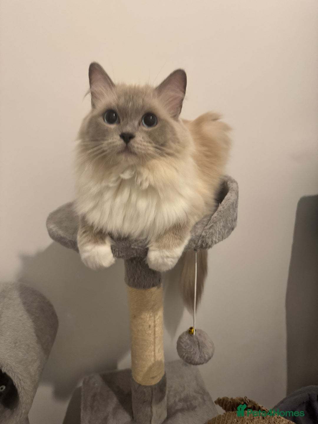 Ragdoll cats for sale: 👑👑Queens Ragdoll kittens 🐱 👑👑 - Image 7