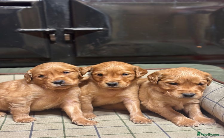 Golden Retriever dogs Gorgeous KC Golden Retriever Puppies  - Advert 6