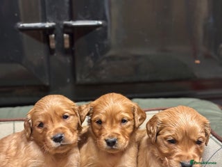 Golden Retriever dogs Gorgeous KC Golden Retriever Puppies - Advert 5
