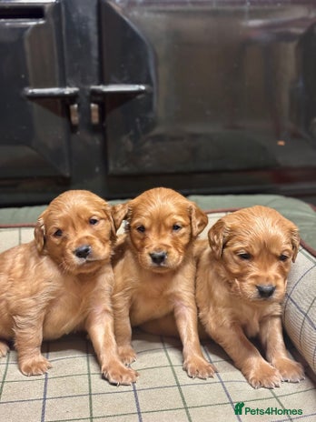 Golden Retriever dogs Gorgeous KC Golden Retriever Puppies - Advert 1