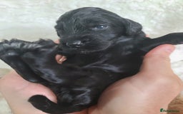 Cockapoo dogs for sale: F1 Cockapoos. DNA Health Tested  in Pershore - Image 15