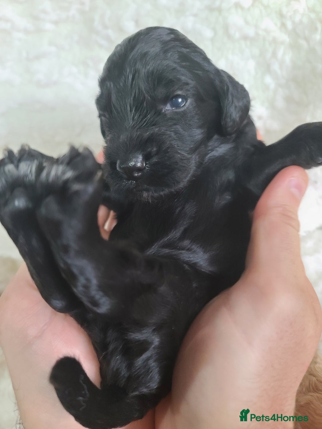 Cockapoo dogs for sale: F1 Cockapoos. DNA Health Tested  in Pershore - Image 15