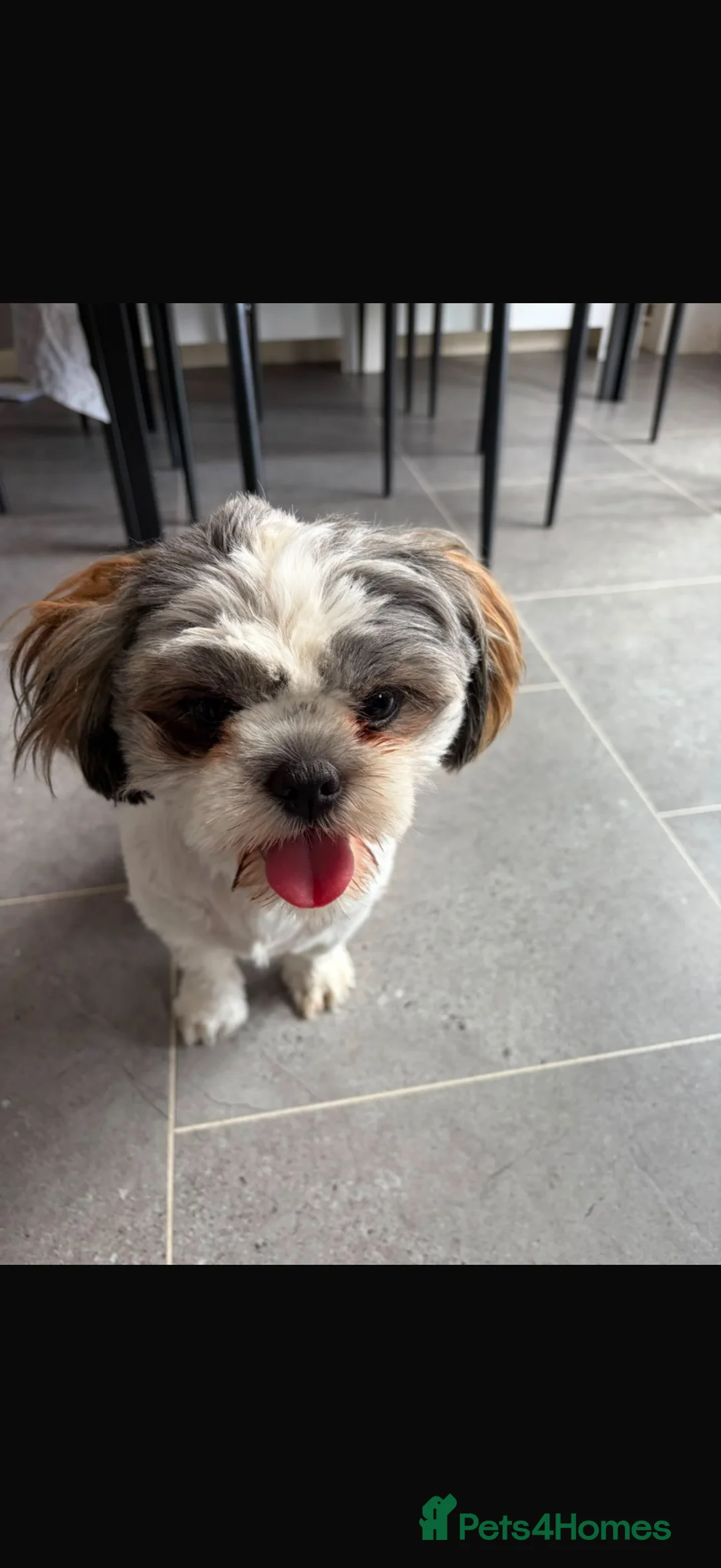 Shih Tzu dogs for sale: Female shih tuz - Advert 1