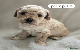 Toy Poodle dogs for sale: BEAUTIFUL TOY POODLES - Image 9