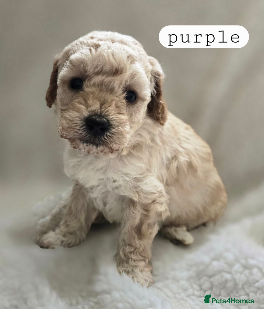 Toy Poodle dogs for sale: BEAUTIFUL TOY POODLES - Image 9