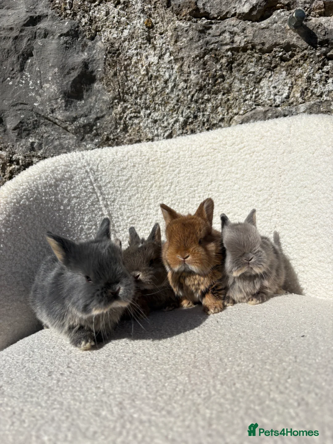 Mini Lop rabbits for sale: Beautiful mini lop cross Netherland dwarfs - Advert 2