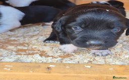 Mixed Breed dogs for sale: Beautiful sprollie puppies  - Image 7