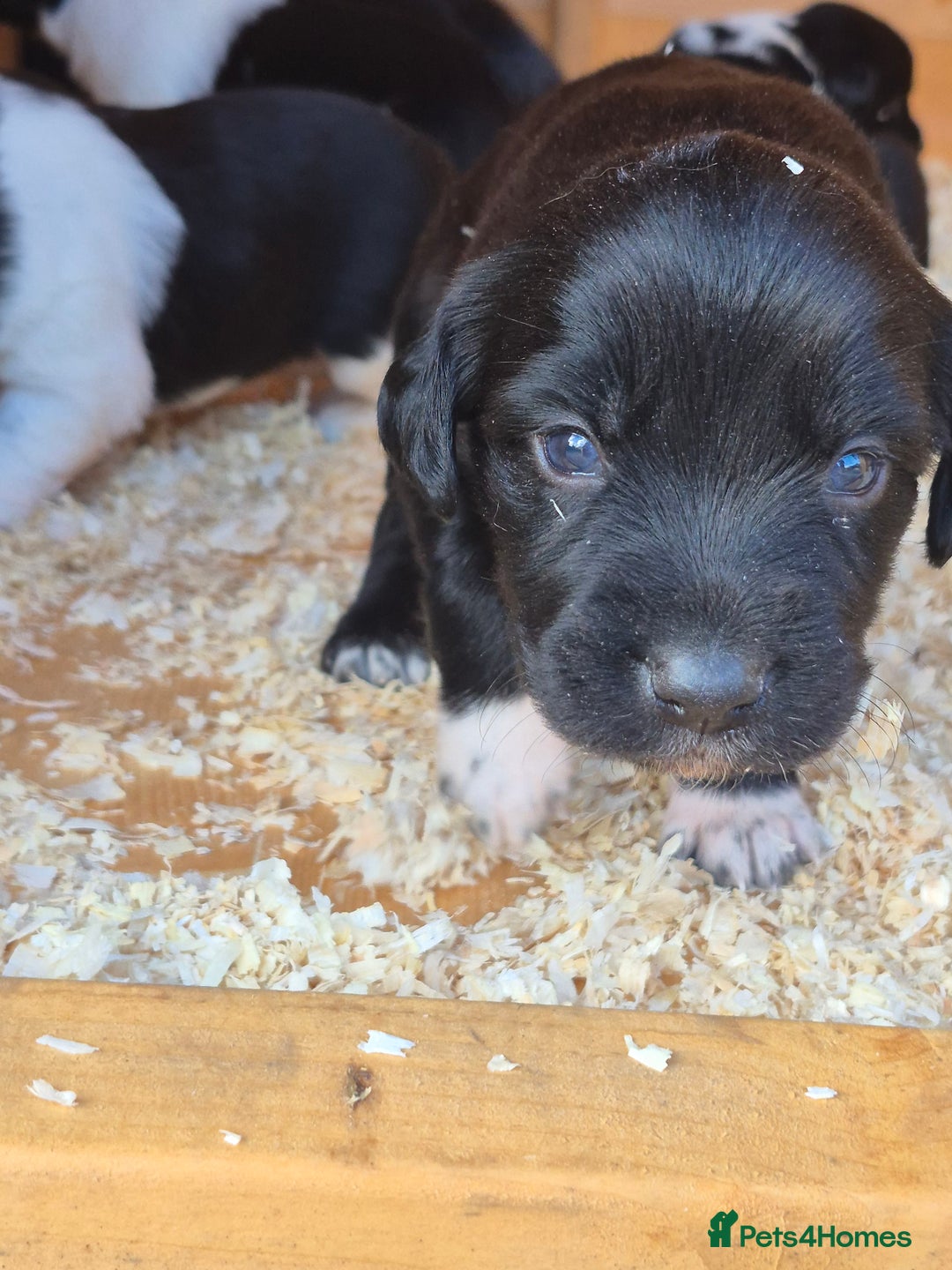 Mixed Breed dogs for sale: Beautiful sprollie puppies  - Image 7