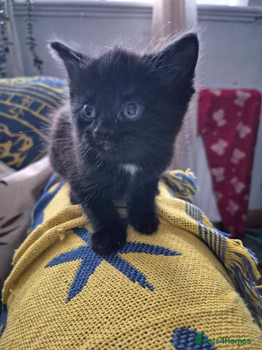 Mixed Breed cats for sale: 3 beautiful mixed breed kittens - Advert 6