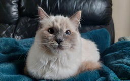 Mixed Breed cats for sale: Mix Ragdoll /Domestic cat  - Image 1