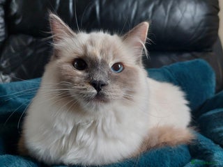 Mixed Breed cats - Advert 25