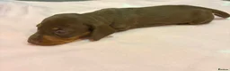 Miniature Dachshund dogs for sale: Miniature dachshund pups.KC reg&council licensed - Advert 6