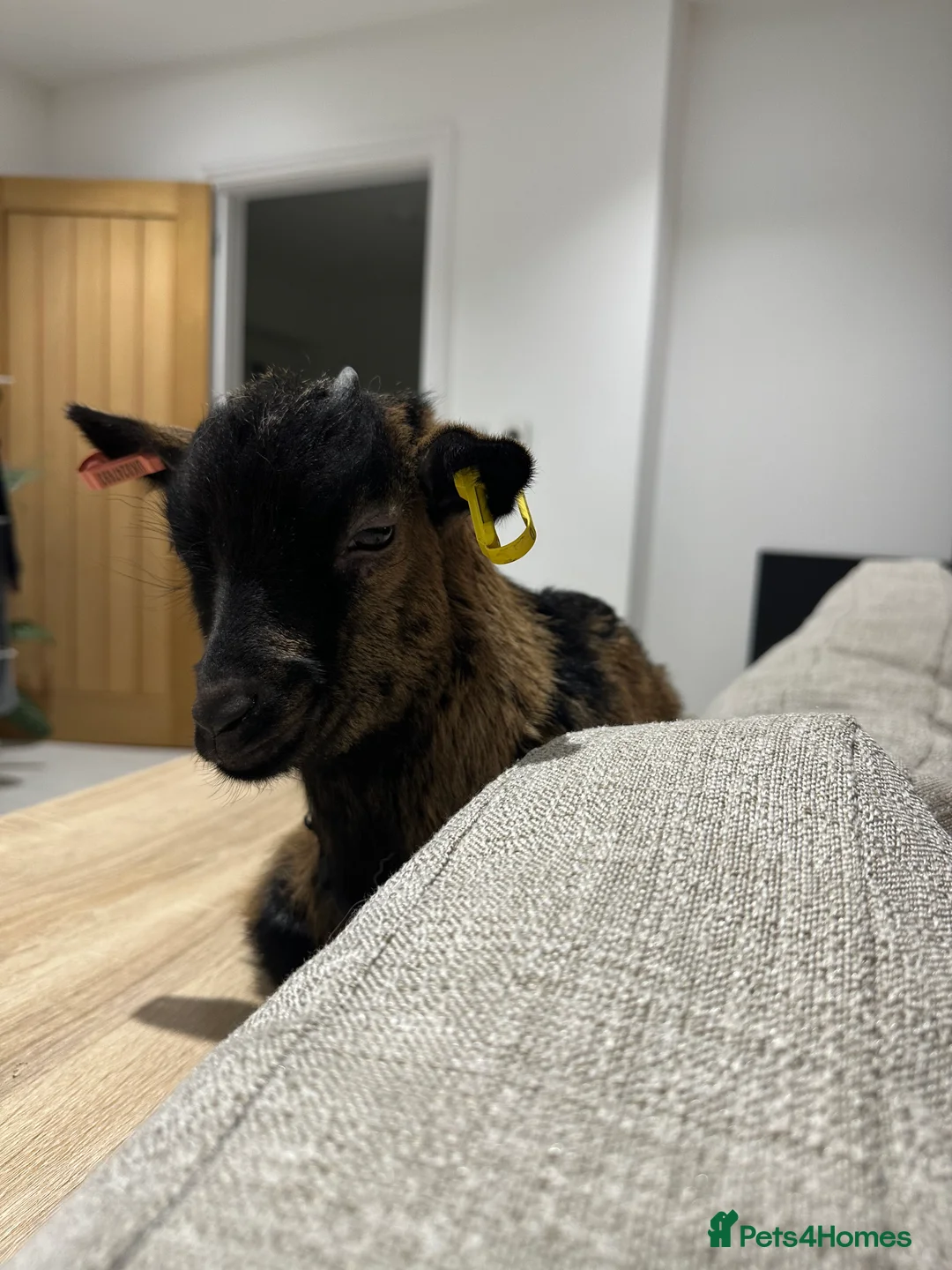 Goats livestock for sale: 10 week old wether Pygmy goat  - Advert 2