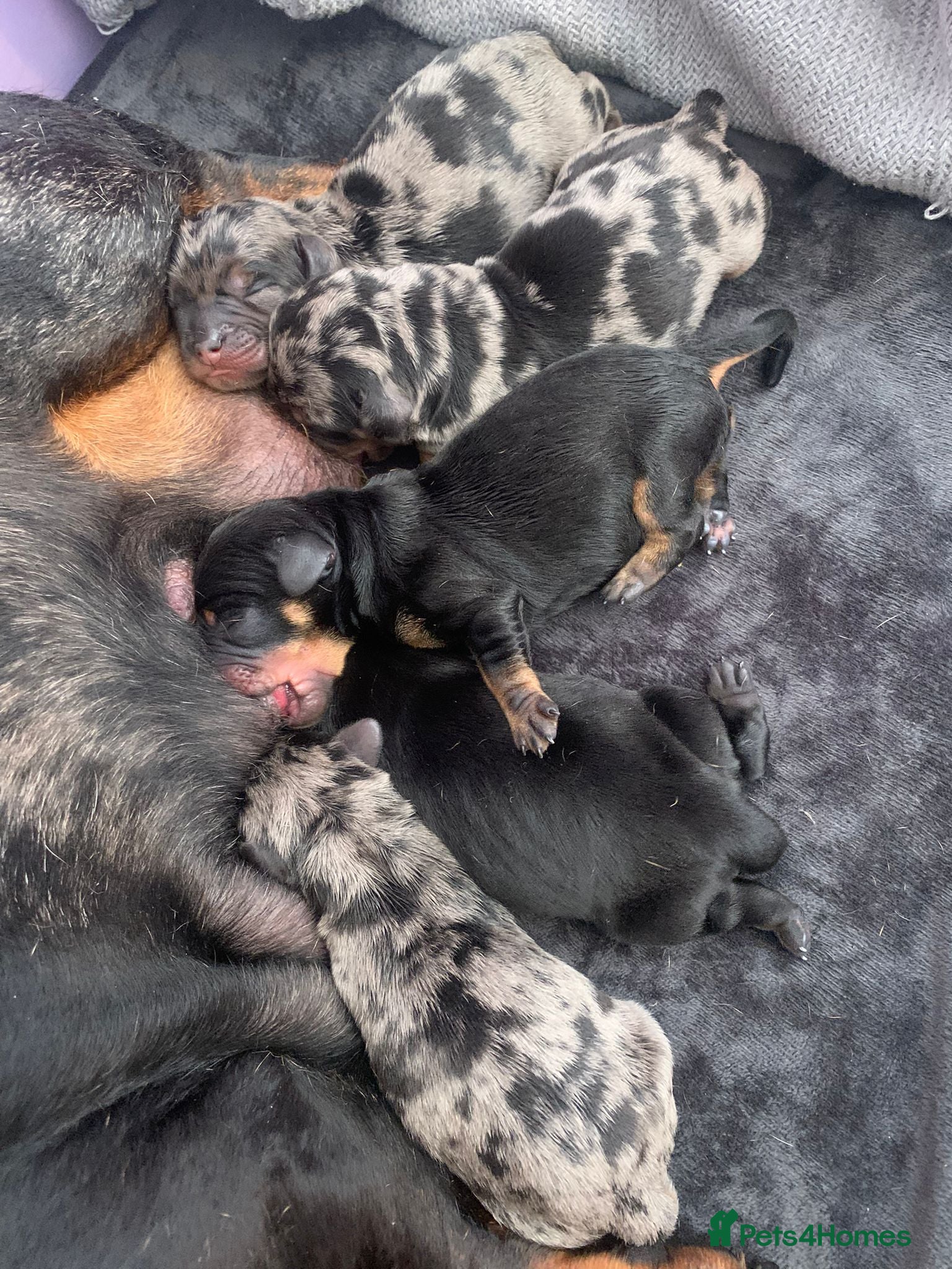 Mixed Breed dogs 5 beautiful dachshund cross brussels griffon pups  - Advert 3