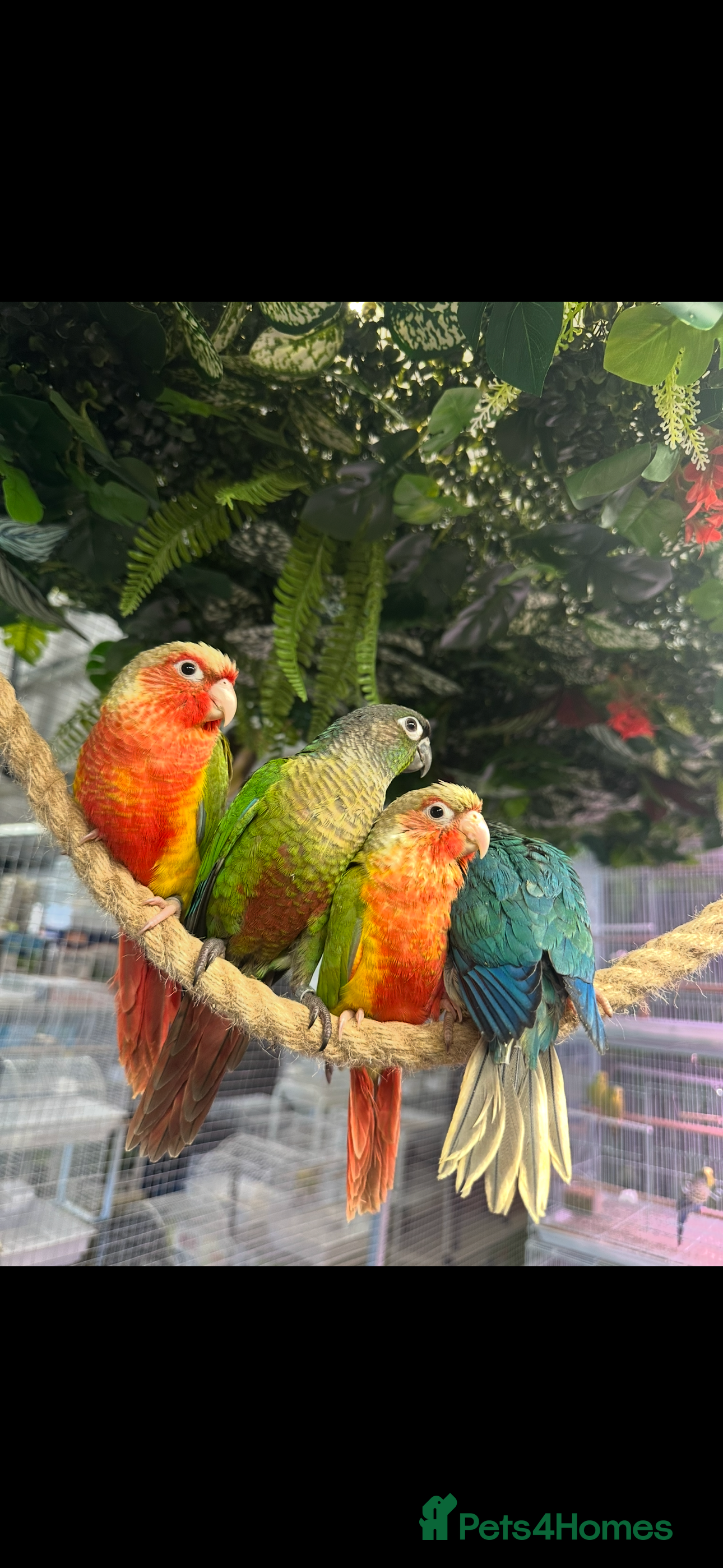 Conures birds Hand reared Green Cheek Conures  - Advert 2