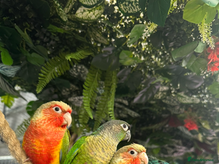 Conures birds Hand reared Green Cheek Conures - Advert 17