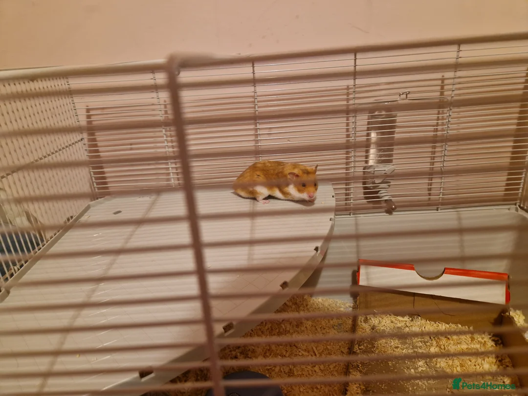 Hamster rodents for sale: Syrian hamster and cage  - Advert 1