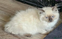 Ragdoll cats for sale: Blue Point Ragdoll Kittens for sale   - Image 7