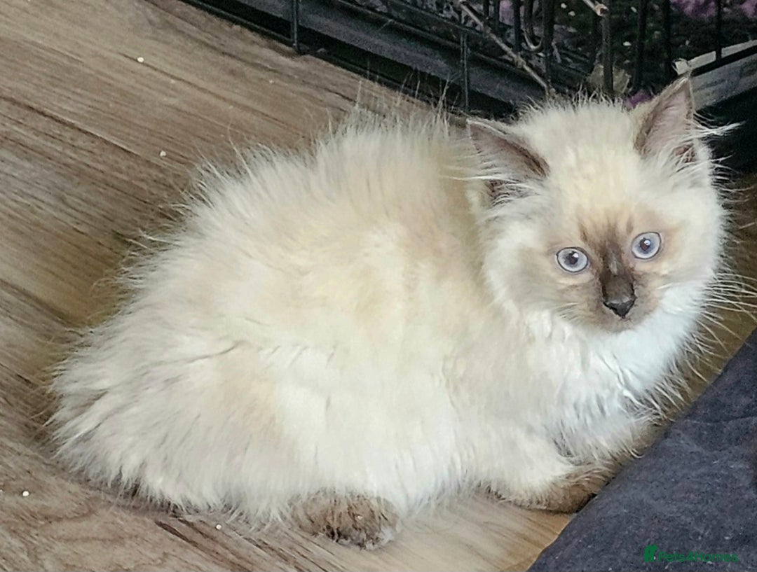 Ragdoll cats for sale: Blue Point Ragdoll Kittens for sale   - Image 7