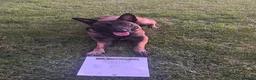 Belgian Shepherd Dog dogs for sale: Belgian Malinois/dutch herder  in Nantwich - Advert 2