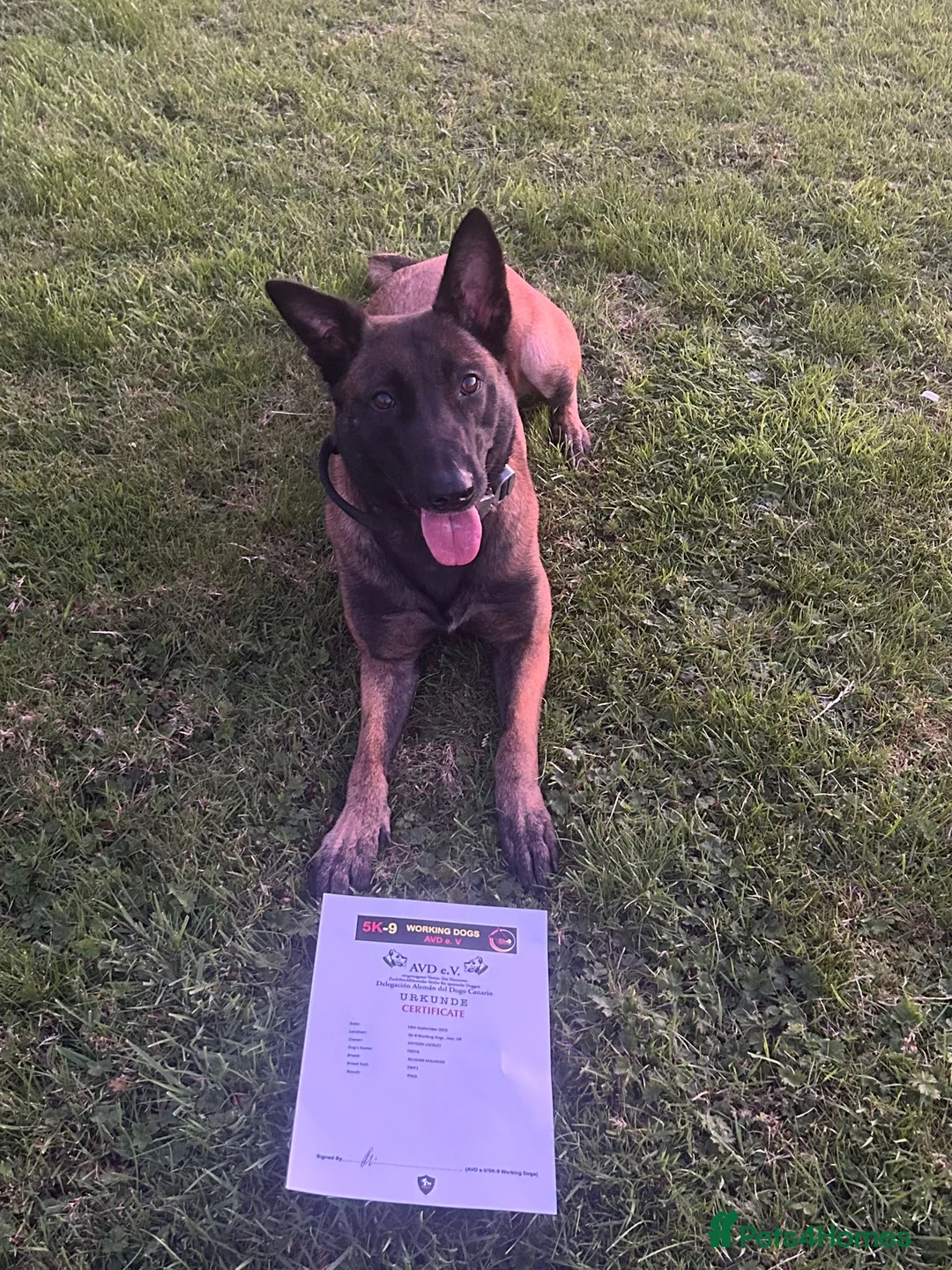 Belgian Shepherd Dog dogs for sale: Belgian Malinois/dutch herder  in Nantwich - Advert 2