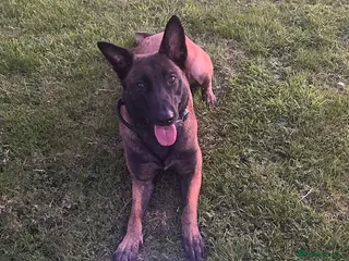Belgian Shepherd Dog dogs Belgian Malinois/dutch herder - Advert 2
