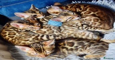 Bengal cats - Advert 7