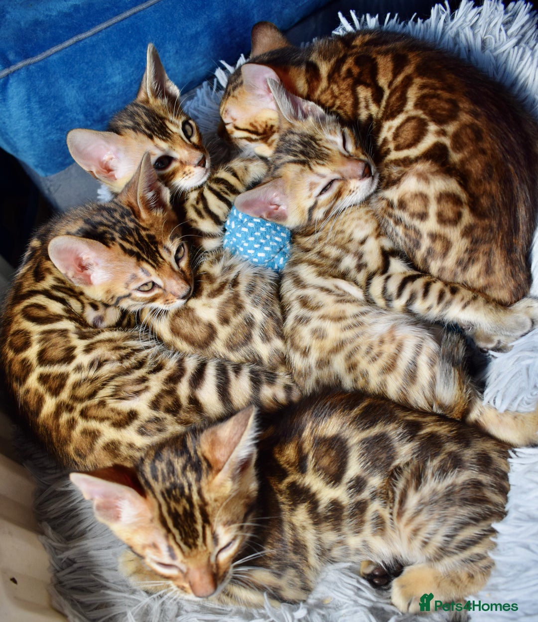 Bengal cats for sale: Beautiful Bengal kittens  - Image 2