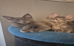 Maine Coon cats for sale: Maine Coon Glasgow AVAILABLE  - Image 21