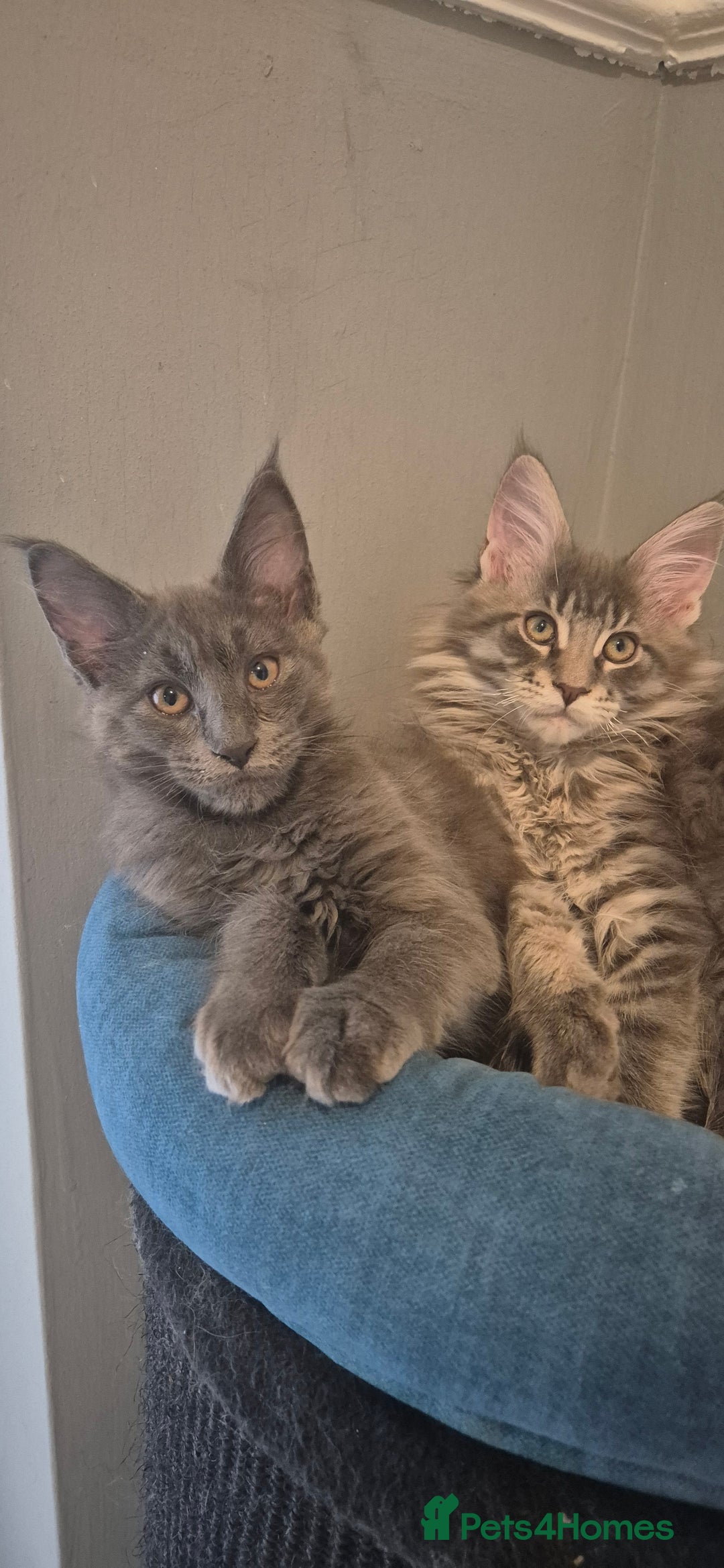 Maine Coon cats for sale: Maine Coon Glasgow AVAILABLE  - Image 21
