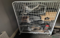 Chinchilla rodents for sale: Pair of female chinchillas looking for a new home - Image 11