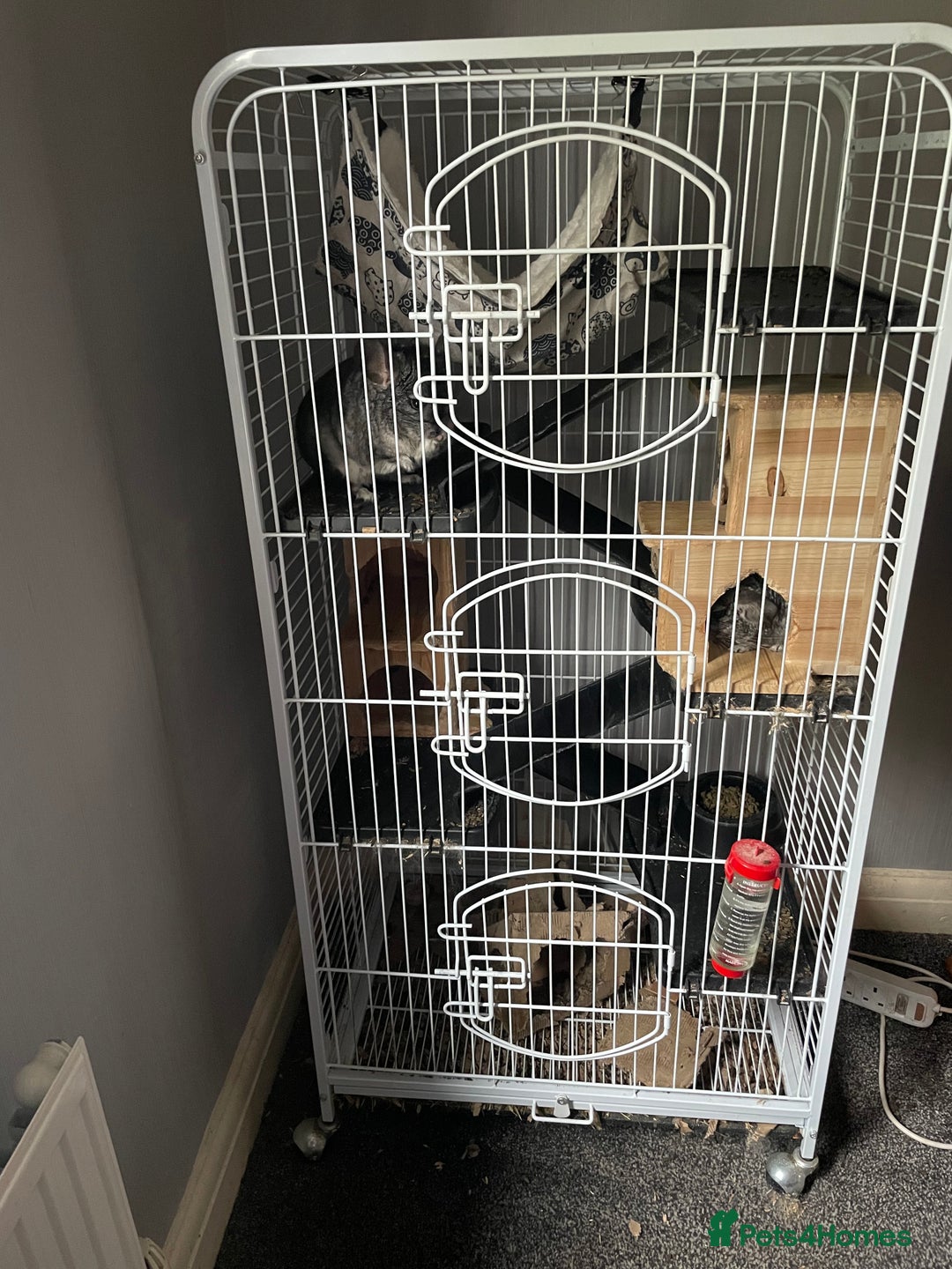 Chinchilla rodents for sale: Pair of female chinchillas looking for a new home - Image 11